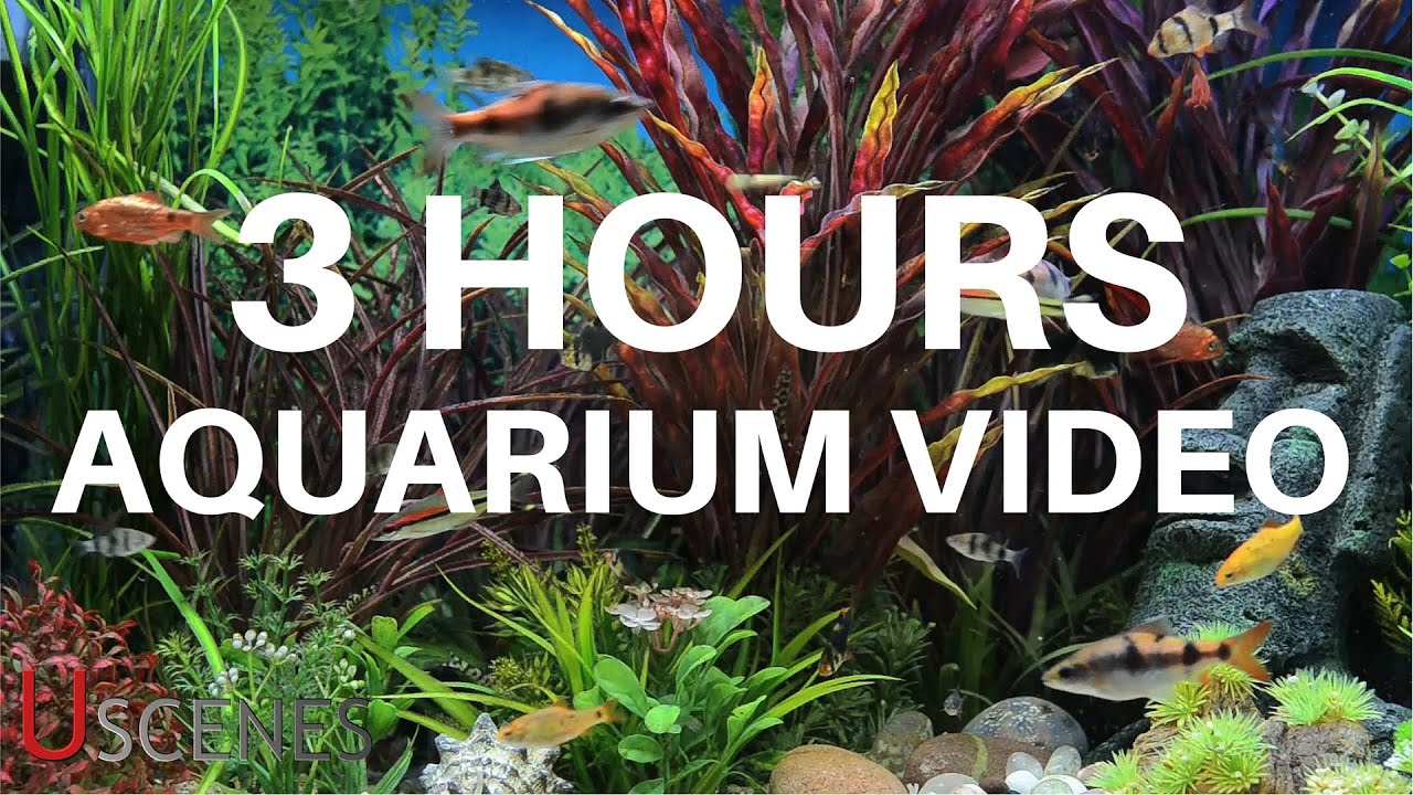 free aquarium dvd for tv download